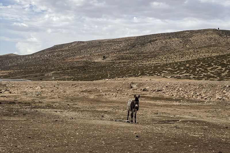 Mimuna, el burro y el pozo en el árbol del otro lado de la carretera