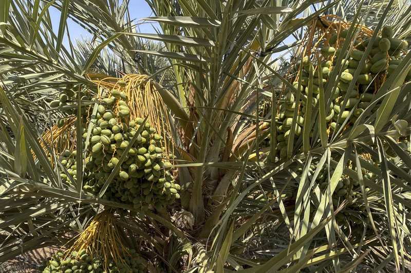 Palmeras datileras y sus mil litros diarios de agua