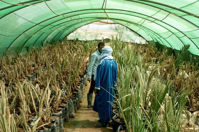 Los frutos del Sahara